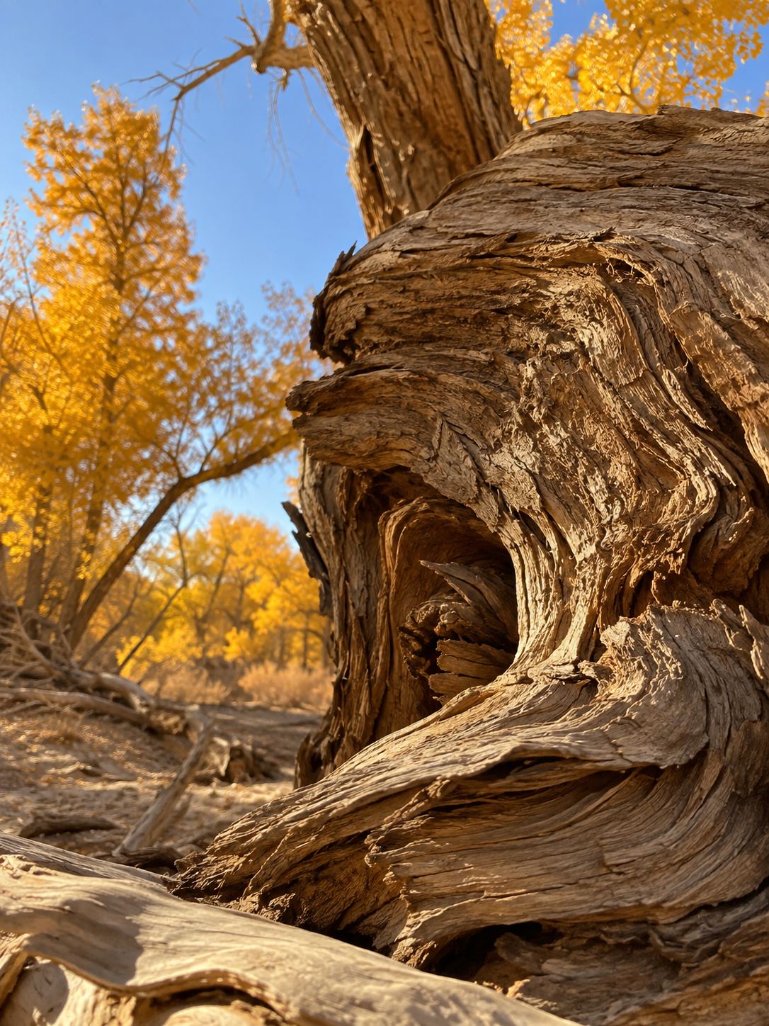 Autumn guide to the Ejina poplars