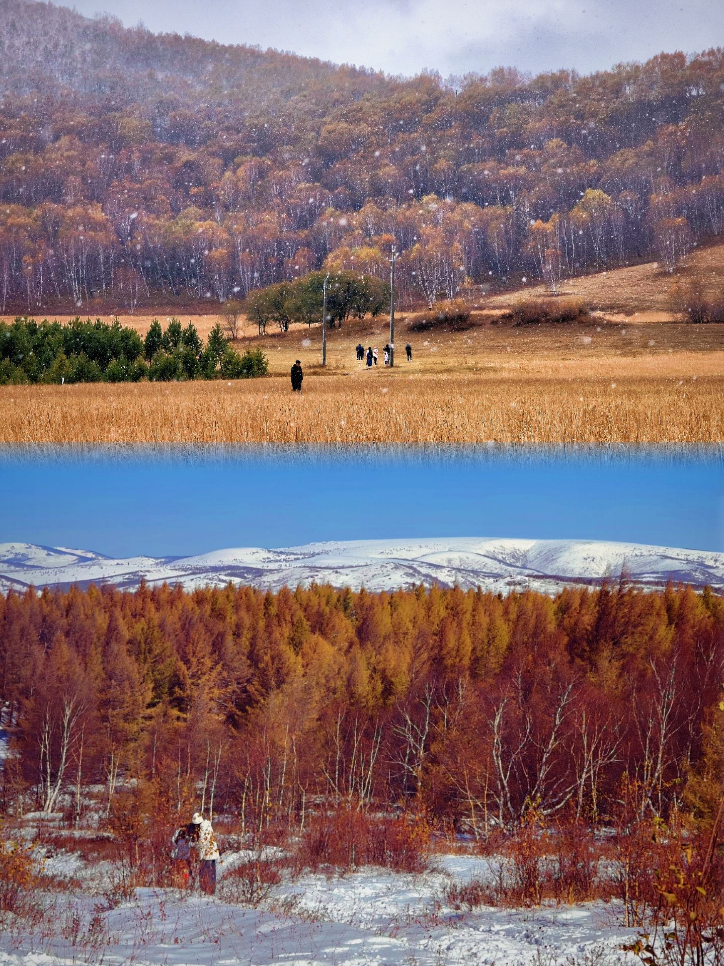 Inner Mongolia trip for the National Day holiday—the autumn scenery in the snow is so beautiful it doesn't feel real!