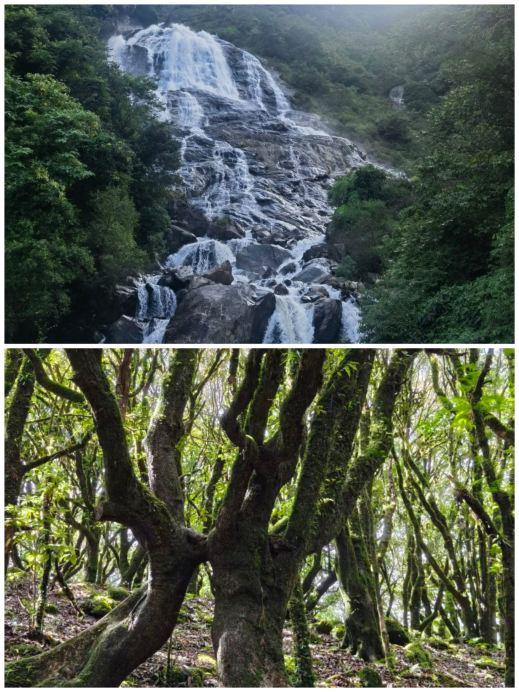 I've returned from Ailao Mountain, and I really don't recommend going in October, because it's just too amazing