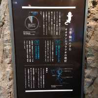 京都水族館といえばオオサンショウウオ