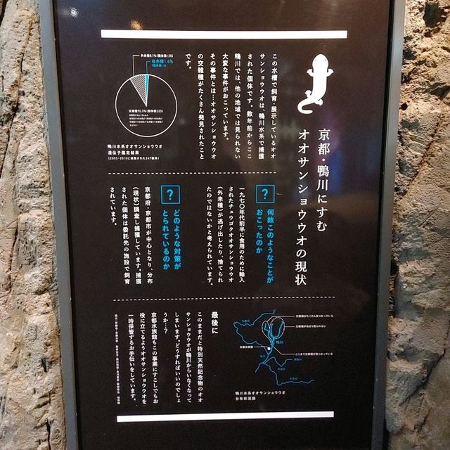 京都水族館といえばオオサンショウウオ