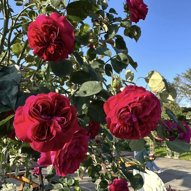 Taipei Rose Garden