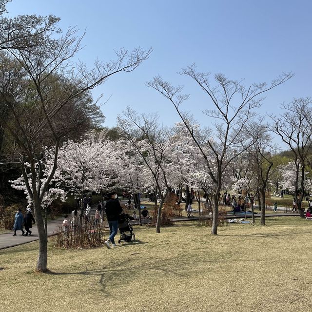 서울 꽃놀이는 북서울 꿈의 숲에서!