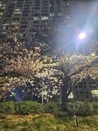 부산벚꽃은 온천천🌸feat.0322 실시간 벚꽃현황🌸