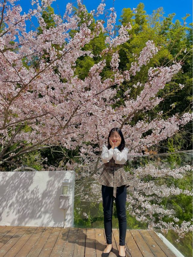 부산 숨겨진 벚꽃 명소 카페🌸