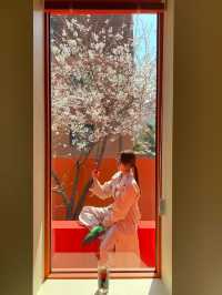 🌸벚꽃 액자뷰 사진을 찍을 수 있는  도산공원 카페 “바이칼리아”  