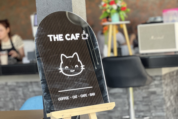 The Caf coffe cat cafe and bar คาเฟ่แมวเปิดใหม่ | Trip.com สุราษฎร์ธานี