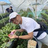 Strawberry Picking Time!