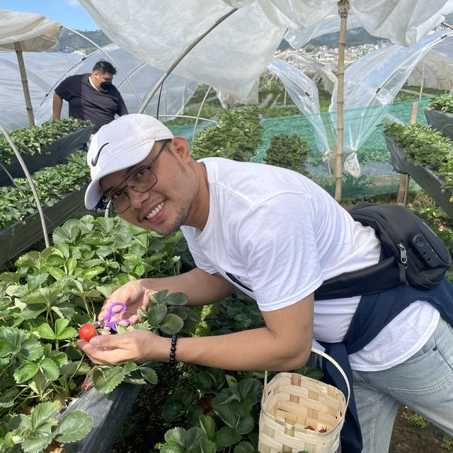 Strawberry Picking Time!