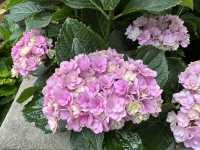 香港賞花｜九龍公園｜今年最後一輯繡球花照片