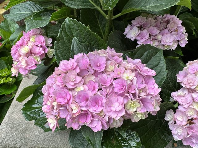 香港賞花｜九龍公園｜今年最後一輯繡球花照片