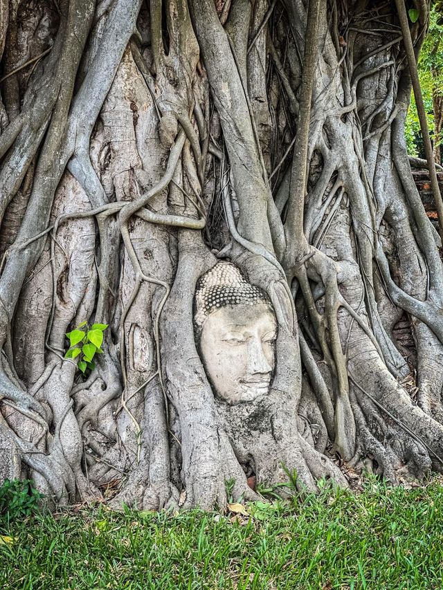 📸 รีวิว : วัดมหาธาตุ #อยุธยา 🙏