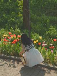 튤립, 수선화를 한 곳에서 만나볼 수 있는 아산 피나클랜드 🌷