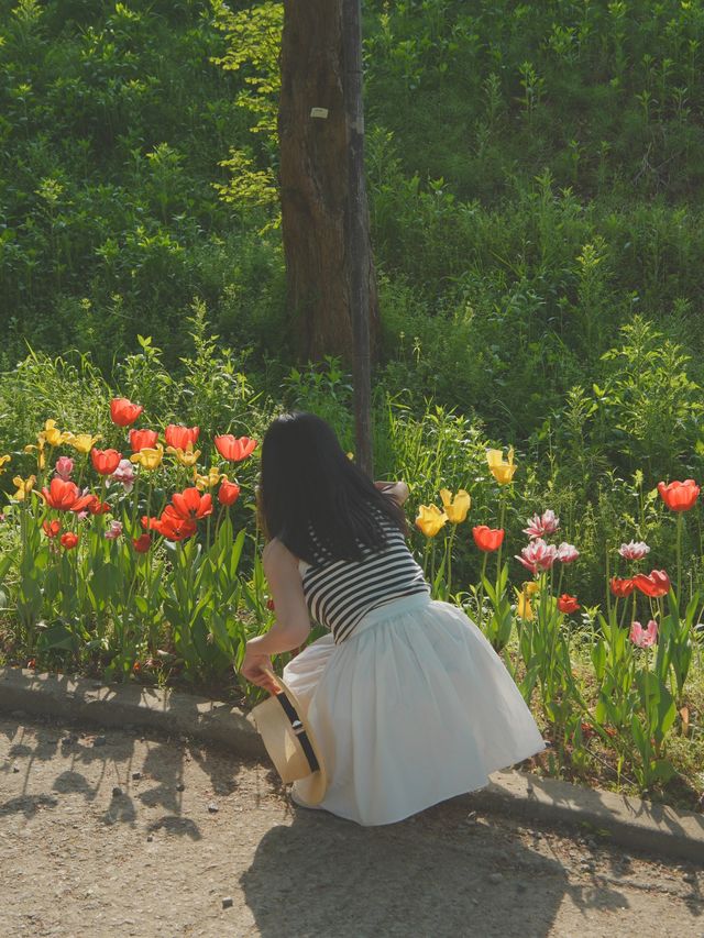 튤립, 수선화를 한 곳에서 만나볼 수 있는 아산 피나클랜드 🌷