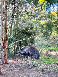 🚙難忘超近距離接觸澳洲動物🐨之體驗