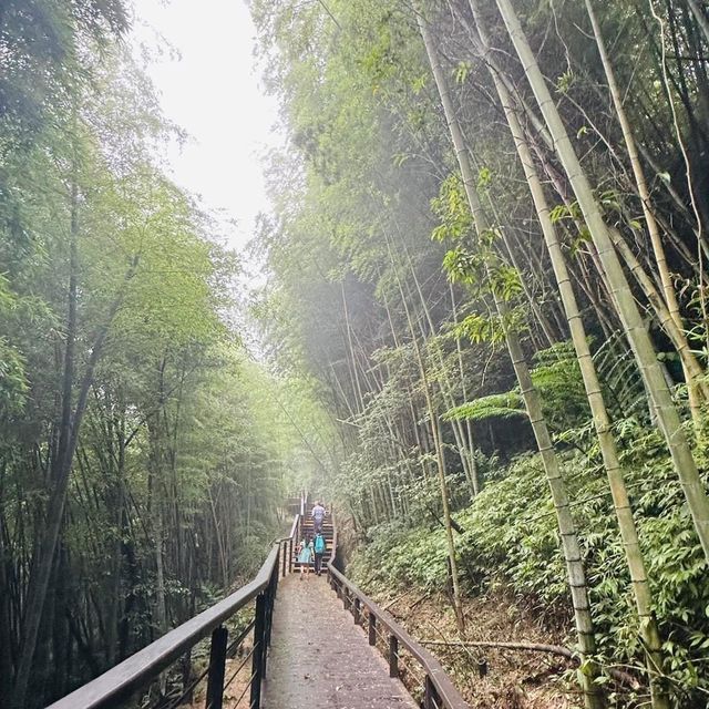 阿里山 隙頂象山 茶林步道