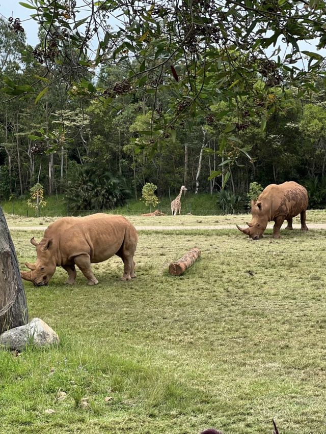 🦁🐼🦒阿德萊德動物園～與動物們面對面的奇妙冒險🦁🐼🦒