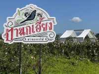 สวนดอกไม้ป้านกเอี้ยง แม่ริม เชียงใหม่