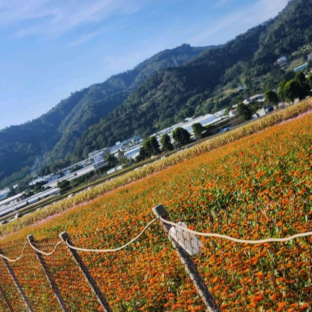 Sea of Flowers Xinshe