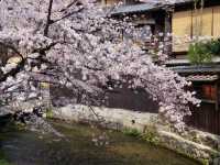 【京都市】水面に揺らぐ桜並木🌸