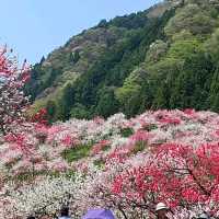 花桃の里