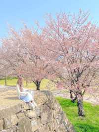 벚꽃 최애 스팟, 사천 선진리성🌸
