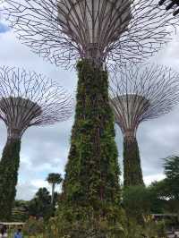 Gardens by the bay Singapore