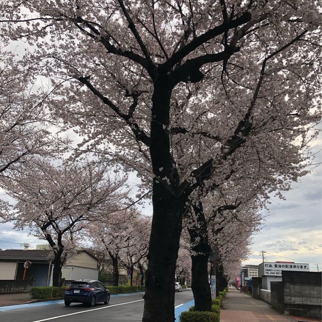 【東村山の桜並木】