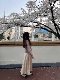 韓国/ソウル【蚕室】桜が咲くお花見シーズンのおすすめスポット🌸