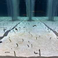 水母主打～墨田水族館