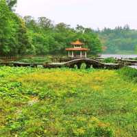 仙湖植物公園