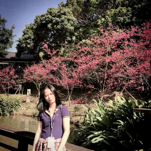 Cherry blossom 🌸 