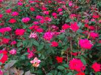 เที่ยวญี่ปุ่น Gifu World Rose Garden 