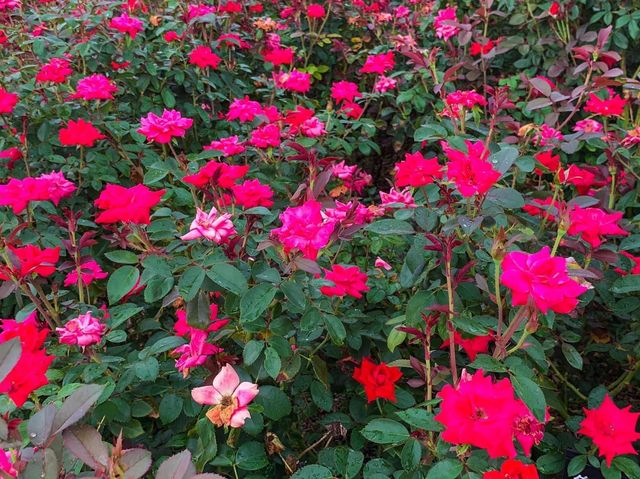 เที่ยวญี่ปุ่น Gifu World Rose Garden 