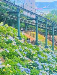 울산 장생포 수국축제💙