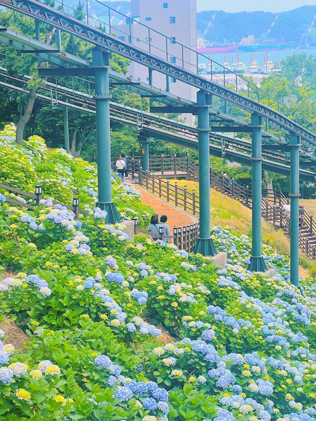 울산 장생포 수국축제💙