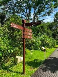 Back into nature - MacRitchie Nature Trail