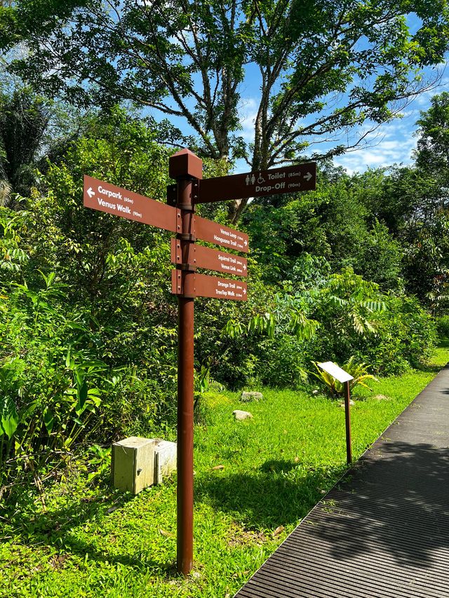 Back into nature - MacRitchie Nature Trail