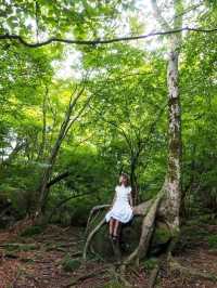 湯布院のおすすめ観光•グルメスポット