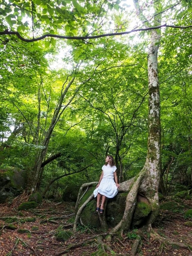 湯布院のおすすめ観光•グルメスポット