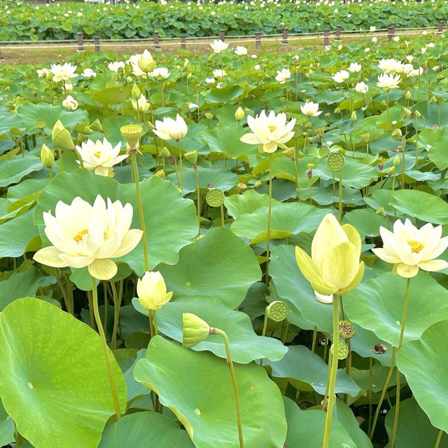 7월의 경주는 연꽃이 피는 곳