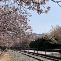 경남의 벚꽃명소 중 하나인, 진해 경화역
