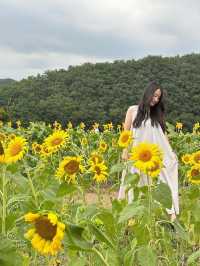 【韓国/慶州】夏はひまわり畑が見れるカフェ🌻