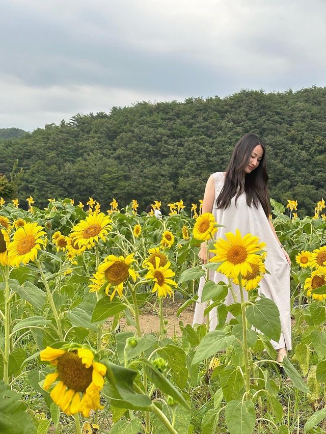 【韓国/慶州】夏はひまわり畑が見れるカフェ🌻