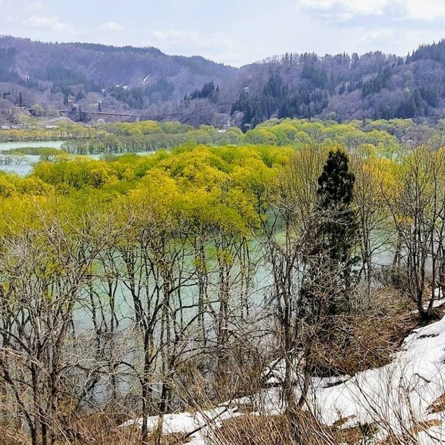 Lake Shirakawa 🐠🦆💧