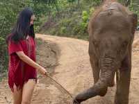 하룻동안 코끼리의 친구가 될 수 있는 치앙마이 Kerchor elephant eco park