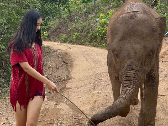 하룻동안 코끼리의 친구가 될 수 있는 치앙마이 Kerchor elephant eco park
