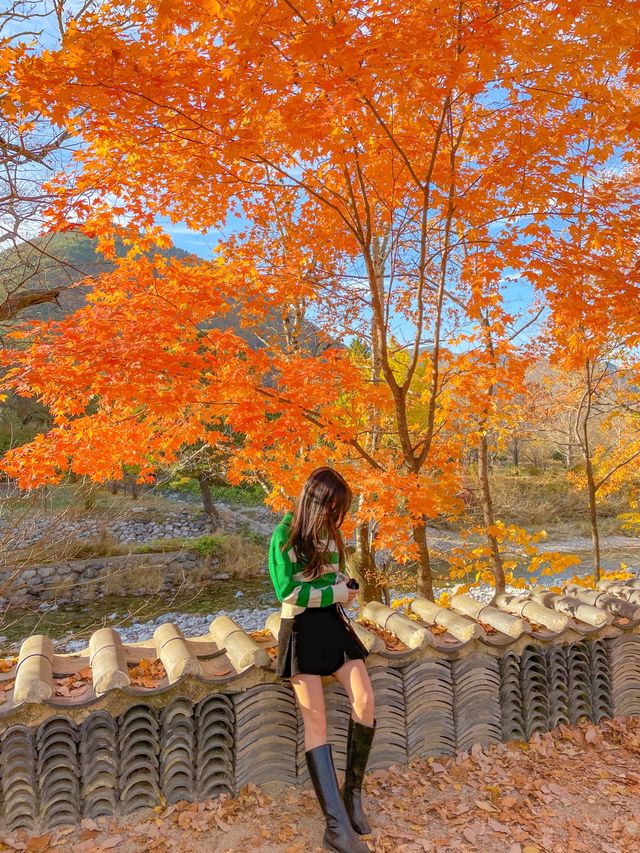 경상도 단풍명소 추천, 청도 운문사