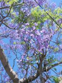 澳洲悉尼絕美打卡藍花楹隧道