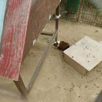 おとぎの国？野生動物を見た人間の感想がだいたい「美味しそう」